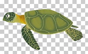 Sea Turtle Tortoise Emydidae PNG, Clipart, Animal, Animals, Background ...