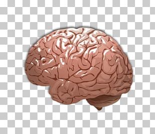 Human Brain Agy Euclidean Cerebrum PNG, Clipart, Brain, Brainstorming ...