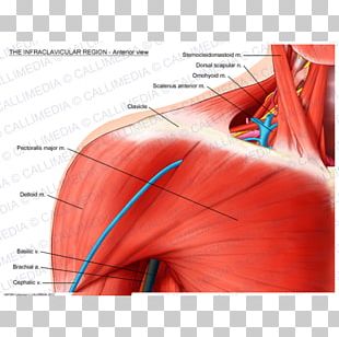 Shoulder Supraclavicular Fossa Infraclavicular Fossa Anatomy Brachial ...