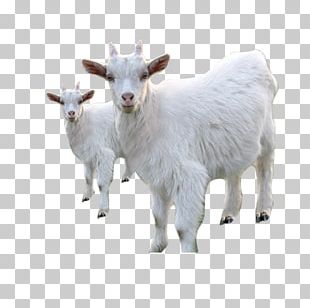 Goat Sheep PNG, Clipart, Animal, Animals, Animation, Chair, Clip Art ...