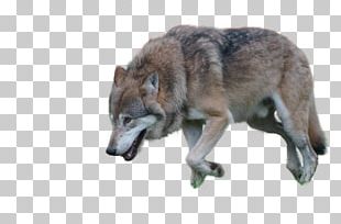 Tattoo Arctic Wolf Lone Wolf PNG, Clipart, Animals, Art, Artwork, Black ...