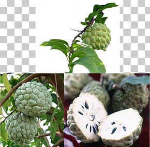 Annona Png Images Annona Clipart Free Download