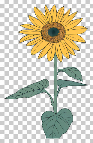 Sunflower Drawing - Sunflower Drawing With Green Leaves PNG