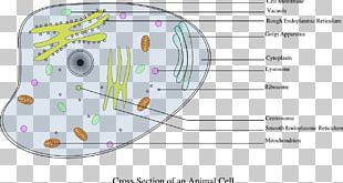 Plant Cell Cèl·lula Eucariota Cèl·lula Animal Eukaryote PNG, Clipart ...