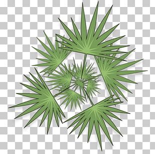 Tree Euclidean Arecaceae PNG, Clipart, Arecaceae, Arecales, Auglis ...