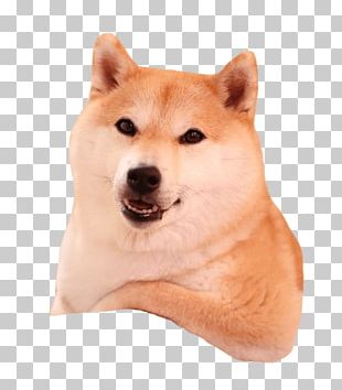 Shiba Inu Dogecoin GIF Internet meme, egypt dog transparent background PNG  clipart