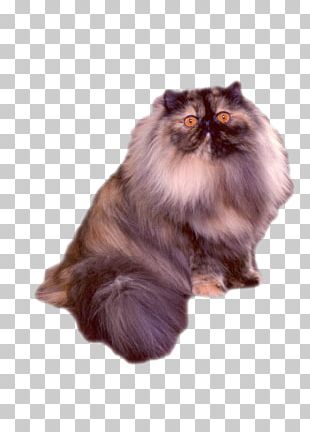 British Longhair Persian Cat British Shorthair British Semi-longhair ...