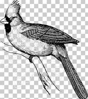 Bird Line Art png download - 2400*2400 - Free Transparent St Louis Cardinals  png Download. - CleanPNG / KissPNG