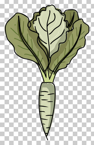 Cartoon - Cartoon Radish With Fresh Green Leaves PNG