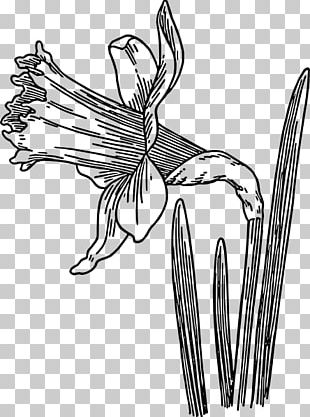 Daffodil Flower Drawing PNG, Clipart, Amaryllis Family, Border, Border ...