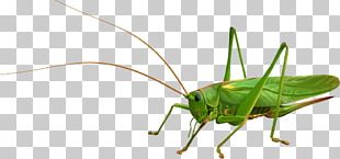 Locust Grasshopper PNG