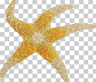 Starfish PNG