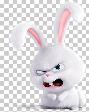 Dog Domestic Rabbit Gidget Lionhead Rabbit PNG