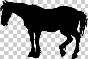 Stallion Colt Thoroughbred PNG