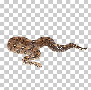 Snake Reptile Boa Constrictor Imperator Reticulated Python Boas PNG