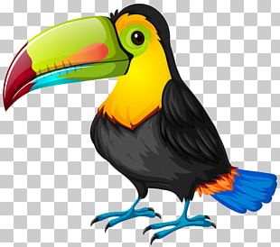 Bird Parrot Toucan PNG