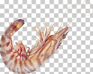Tom Yum Shrimp Icon PNG