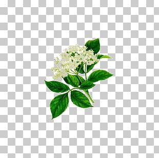 Elder Herbalism Medicinal Plants Flower PNG