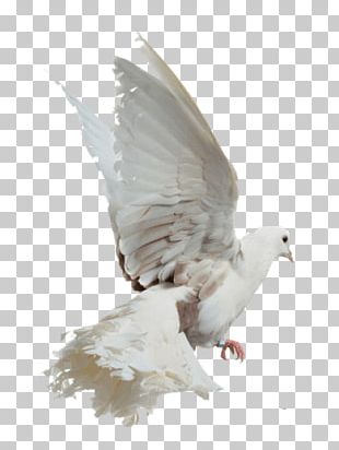 Rock Dove PNG Images, Rock Dove Clipart Free Download