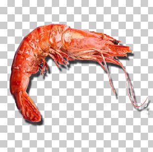 Prawns Caridea Giant Tiger Prawn Tambak Udang Shrimp PNG, Clipart ...