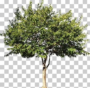 Sycamore Tree png download - 1920*1067 - Free Transparent Sycamore