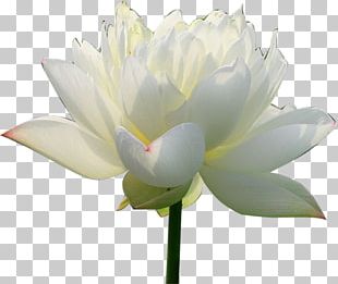 Nelumbo Nucifera Water Lily White Flower PNG, Clipart, Aquatic Plants ...