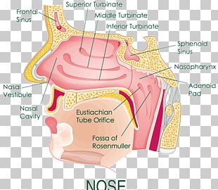 Oxygen Therapy Nose Nasal Cavity Nasal Cannula Lung PNG, Clipart ...