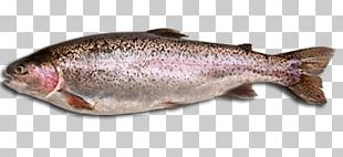 Rainbow Trout Brown Trout Freshwater Fish PNG, Clipart, Animals, Bony ...