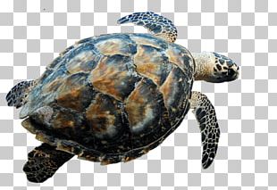 Hawksbill Sea Turtle Green Sea Turtle PNG, Clipart, Animal, Animals ...