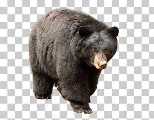 Bear PNG Images, Bear Clipart Free Download