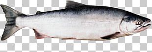 AquAdvantage Salmon Sockeye Salmon Stock Photography Pink Salmon PNG ...