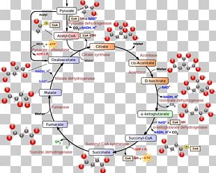 Citric Acid Cycle Glyoxylate Cycle Glycolysis Biochemistry PNG, Clipart ...