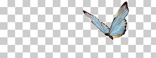 Butterfly Insect PNG
