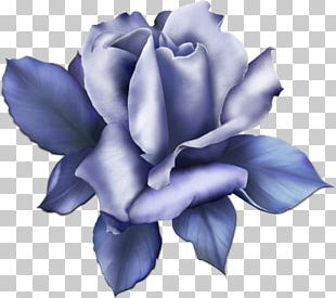 Blue Rose Flower Beach Rose PNG, Clipart, Azure, Beach Rose, Blue, Blue ...