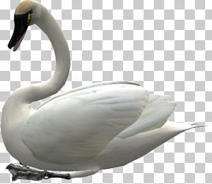 Toulouse Goose Bird Duck Domestic Goose PNG, Clipart, Anatidae, Animal ...