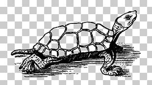 Sea Turtle Tortoise Line Art Drawing PNG, Clipart, Animals, Area, Art ...