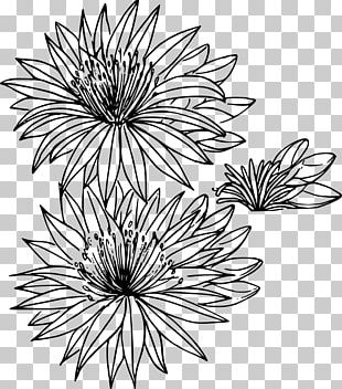 Montana Bitterroot Flower Drawing PNG, Clipart, Artwork, Bitterroot ...