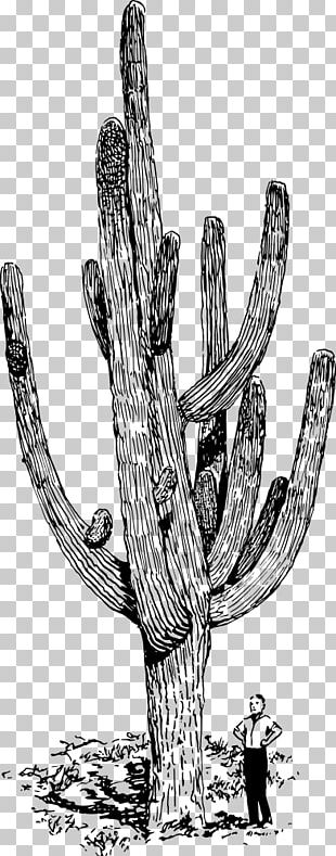 Green cactus, Cactaceae Saguaro Drawing, Arizona Cowboy s, hand, plant Stem  png