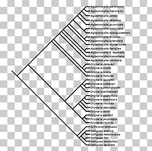 Triangle Area Point PNG