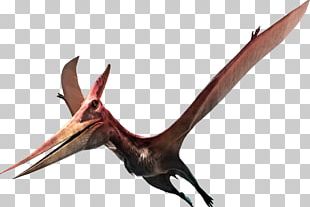 Quetzalcoatlus Pterosaurs Pteranodon Flight Late Cretaceous PNG ...