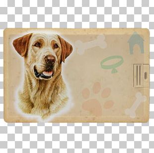 Golden Retriever Labrador Retriever Nova Scotia Duck Tolling Retriever Dog Breed Puppy PNG