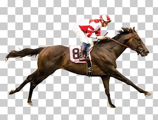 Horse Racing Belmont Stakes Gulfstream Park PNG, Clipart, Animals ...