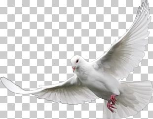 Homing Pigeon Columbidae Bird Doves As Symbols Release Dove PNG ...