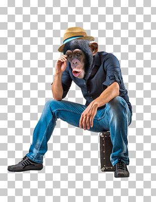 Animal Graphic Designer Hayao Miyazaki PNG