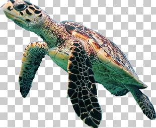 Turtle PNG, Clipart, Animal Figure, Egg Cup, Purple, Tortoise, Turtle ...