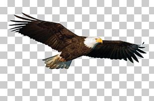 Eagle Hawk PNG, Clipart, Animals, Banner, Beak, Bird, Birds Free PNG ...