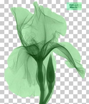 Iris Croatica Png Images Iris Croatica Clipart Free Download