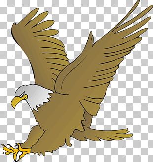 Hummingbird Bald Eagle PNG, Clipart, Animals, Bald Eagle, Beak, Bird ...