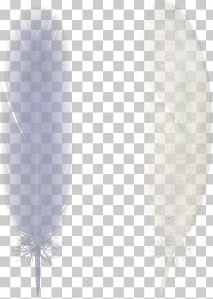 Feather Illustration Design PNG