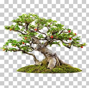 Bonsai Tree Png Images Bonsai Tree Clipart Free Download